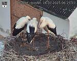 Capi_Dubne_20250716_062503.jpg