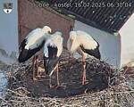 Capi_Dubne_20250716_063004.jpg