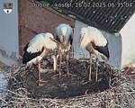 Capi_Dubne_20250716_063504.jpg