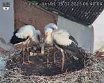 Capi_Dubne_20250716_064004.jpg