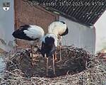 Capi_Dubne_20250716_064504.jpg