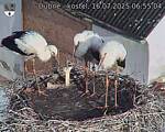 Capi_Dubne_20250716_065504.jpg