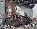 Capi_Dubne_20250716_070503.jpg
