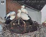 Capi_Dubne_20250716_072003.jpg