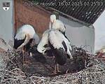 Capi_Dubne_20250716_072503.jpg