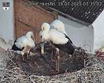Capi_Dubne_20250716_073502.jpg