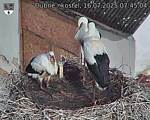 Capi_Dubne_20250716_074504.jpg