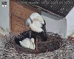 Capi_Dubne_20250716_075003.jpg