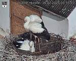Capi_Dubne_20250716_075503.jpg