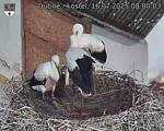 Capi_Dubne_20250716_080003.jpg