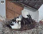 Capi_Dubne_20250716_080503.jpg