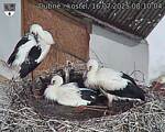Capi_Dubne_20250716_081004.jpg
