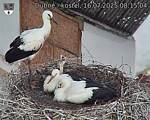 Capi_Dubne_20250716_081504.jpg