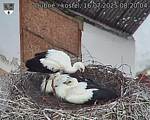Capi_Dubne_20250716_082004.jpg