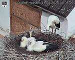Capi_Dubne_20250716_083503.jpg