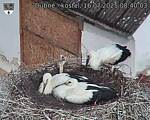 Capi_Dubne_20250716_084003.jpg