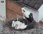 Capi_Dubne_20250716_084502.jpg