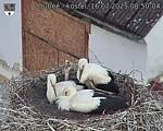 Capi_Dubne_20250716_085004.jpg