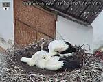 Capi_Dubne_20250716_085503.jpg