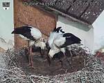 Capi_Dubne_20250716_090002.jpg
