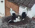 Capi_Dubne_20250716_094003.jpg