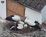 Capi_Dubne_20250716_094503.jpg