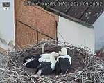 Capi_Dubne_20250716_095002.jpg