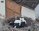 Capi_Dubne_20250716_100002.jpg