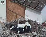 Capi_Dubne_20250716_100502.jpg
