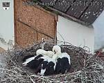 Capi_Dubne_20250716_101003.jpg