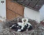 Capi_Dubne_20250716_101502.jpg