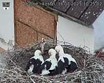 Capi_Dubne_20250716_102502.jpg