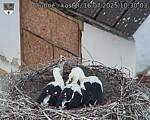 Capi_Dubne_20250716_103003.jpg