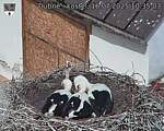 Capi_Dubne_20250716_103503.jpg