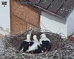 Capi_Dubne_20250716_104002.jpg