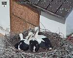 Capi_Dubne_20250716_104504.jpg