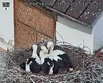 Capi_Dubne_20250716_105002.jpg