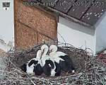 Capi_Dubne_20250716_105503.jpg