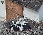 Capi_Dubne_20250716_110002.jpg