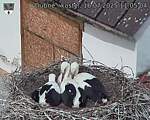 Capi_Dubne_20250716_110504.jpg