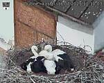 Capi_Dubne_20250716_111003.jpg