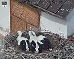 Capi_Dubne_20250716_112503.jpg