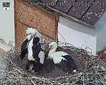 Capi_Dubne_20250716_113003.jpg