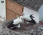 Capi_Dubne_20250716_114503.jpg