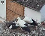 Capi_Dubne_20250716_115503.jpg