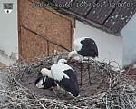 Capi_Dubne_20250716_120002.jpg