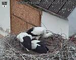 Capi_Dubne_20250716_121002.jpg