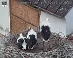 Capi_Dubne_20250716_122003.jpg