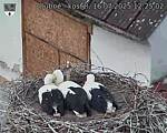 Capi_Dubne_20250716_122502.jpg