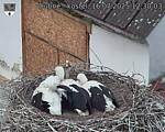 Capi_Dubne_20250716_123003.jpg